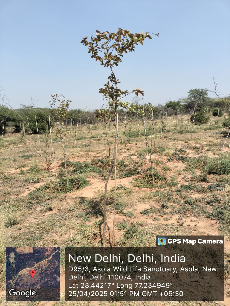 Assisted Natural Regeneration Artificial Regeneration